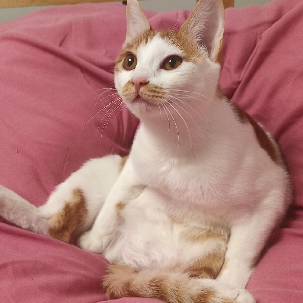 困难要直面而上(龙)