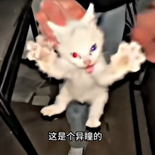 半只黑子 
