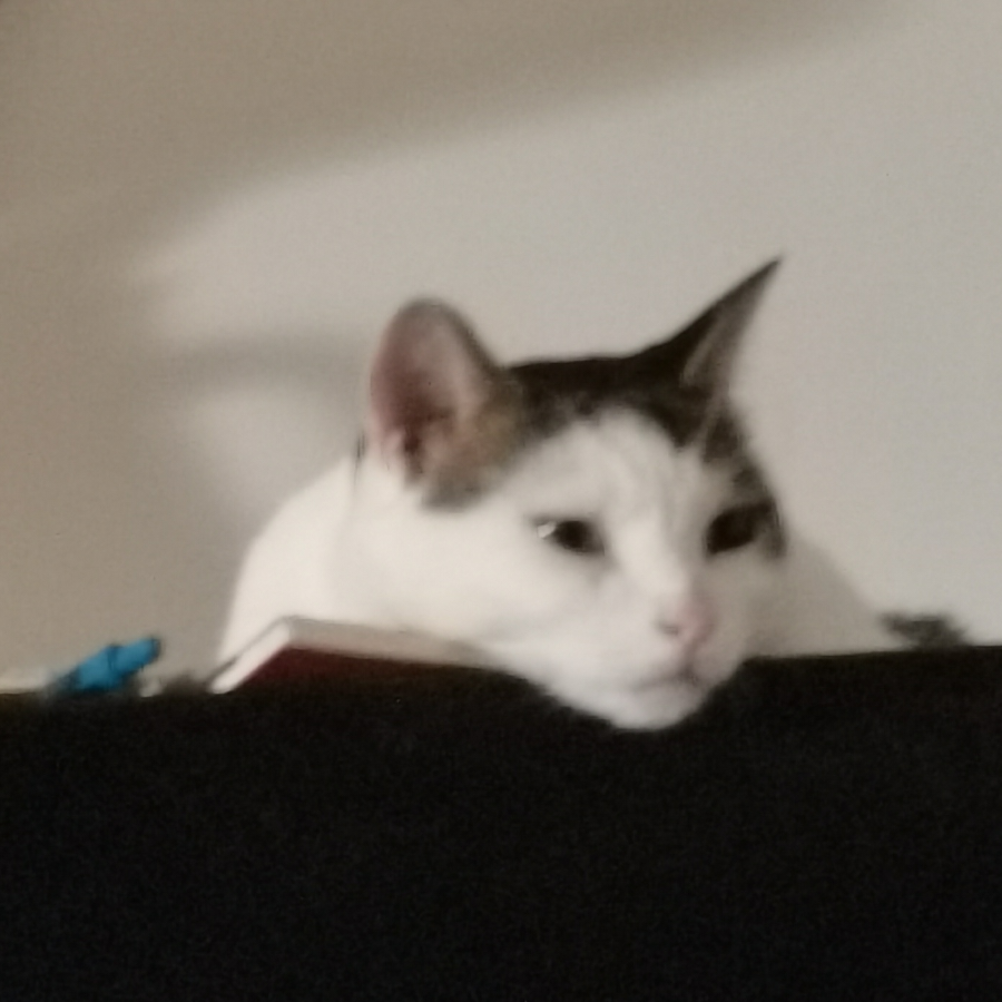 上岸🐱