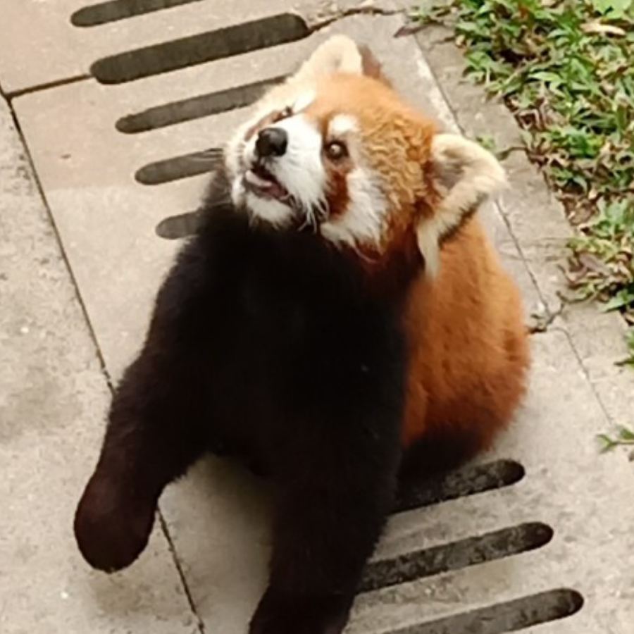 倪妮