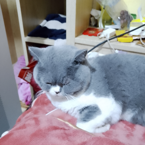 杰杰