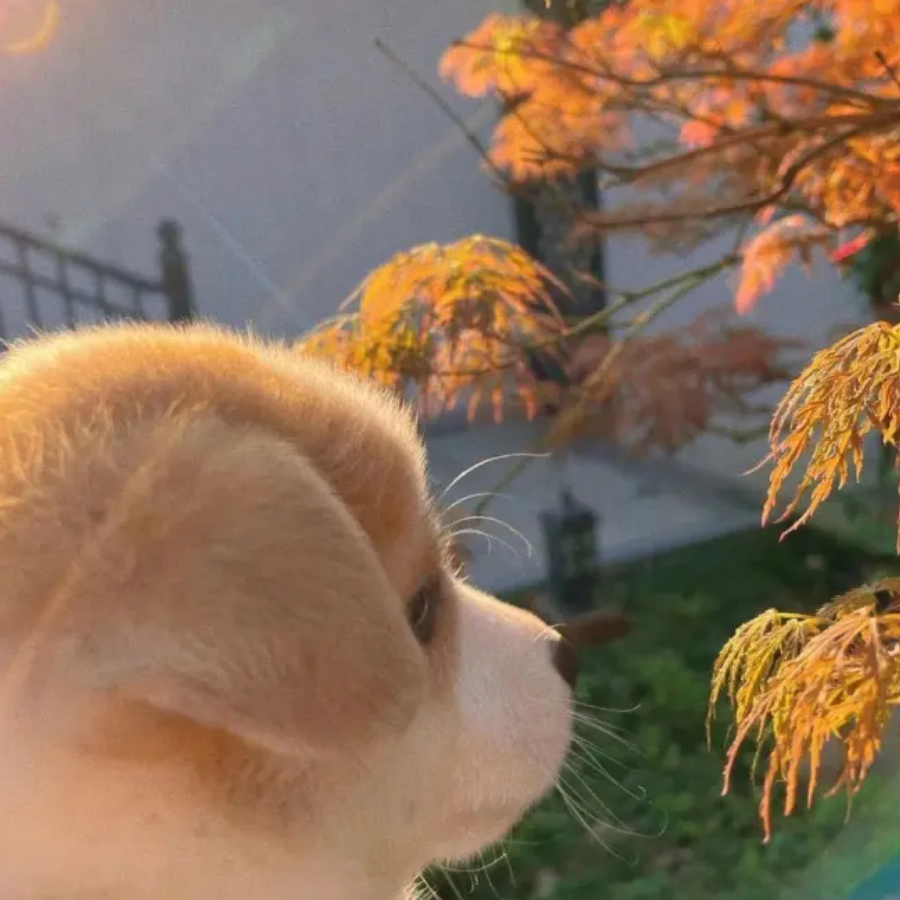 哼哼哈嘿
