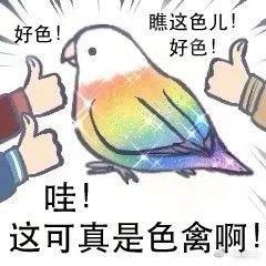 什么？小鸟