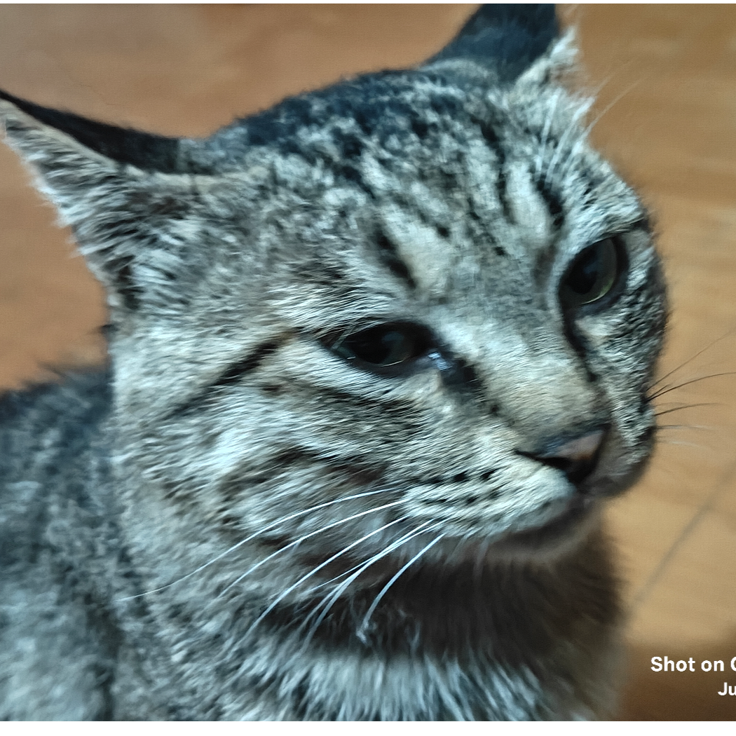 大肥喵
