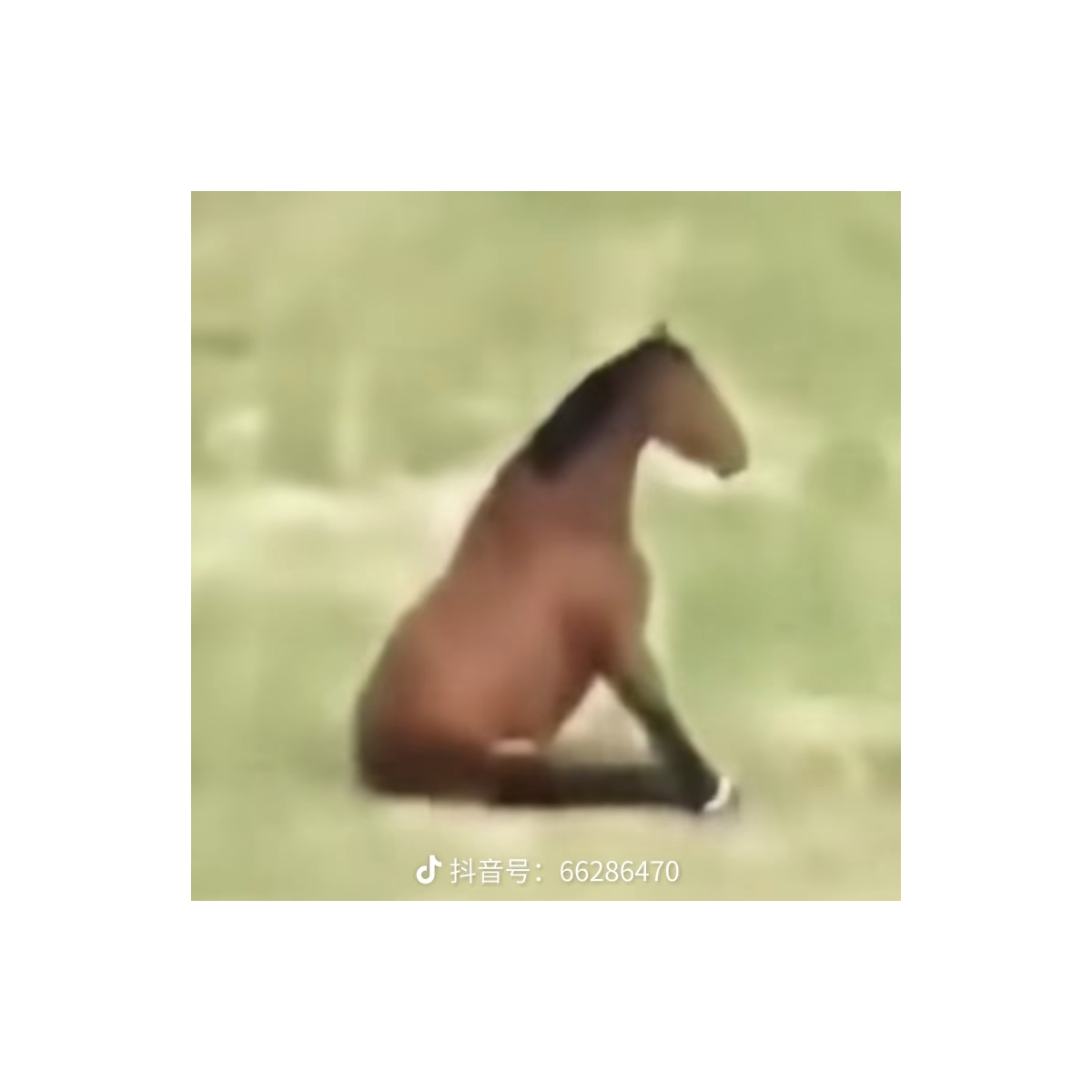 Genokiller