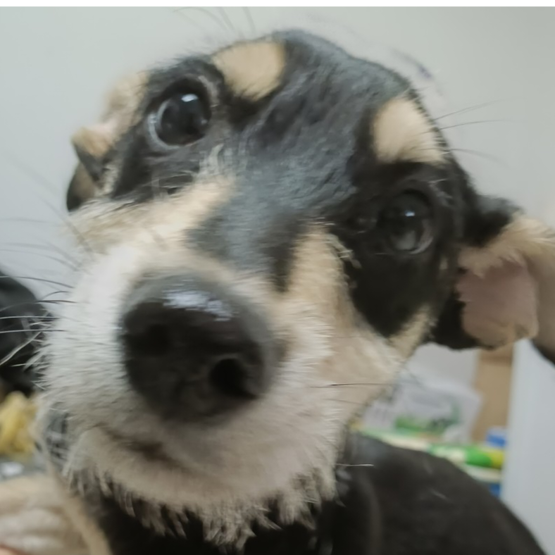 风雷禄