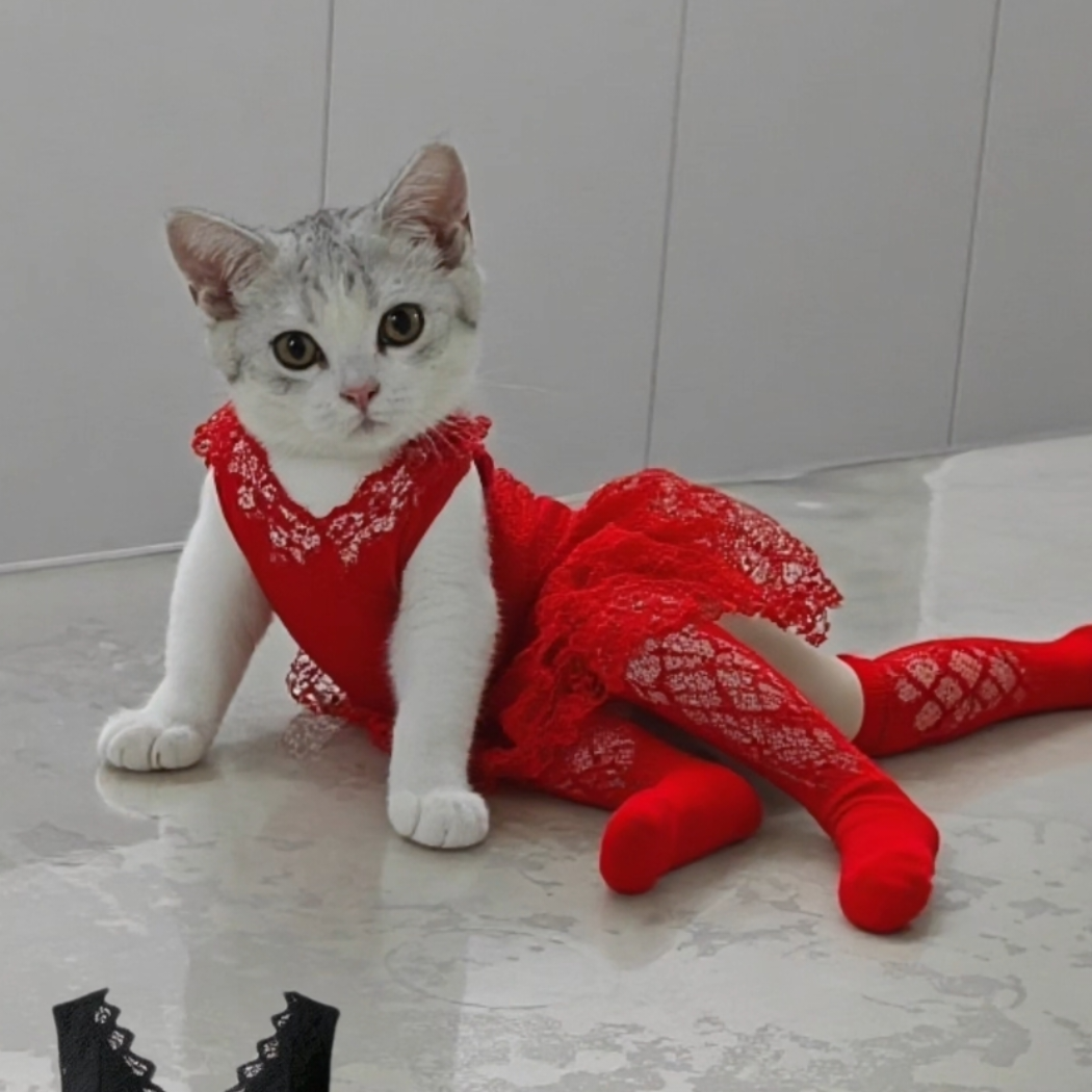 鼠鼠油鸡汁猫