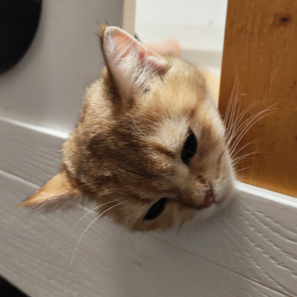 尊贵的腱鞘炎拥有者