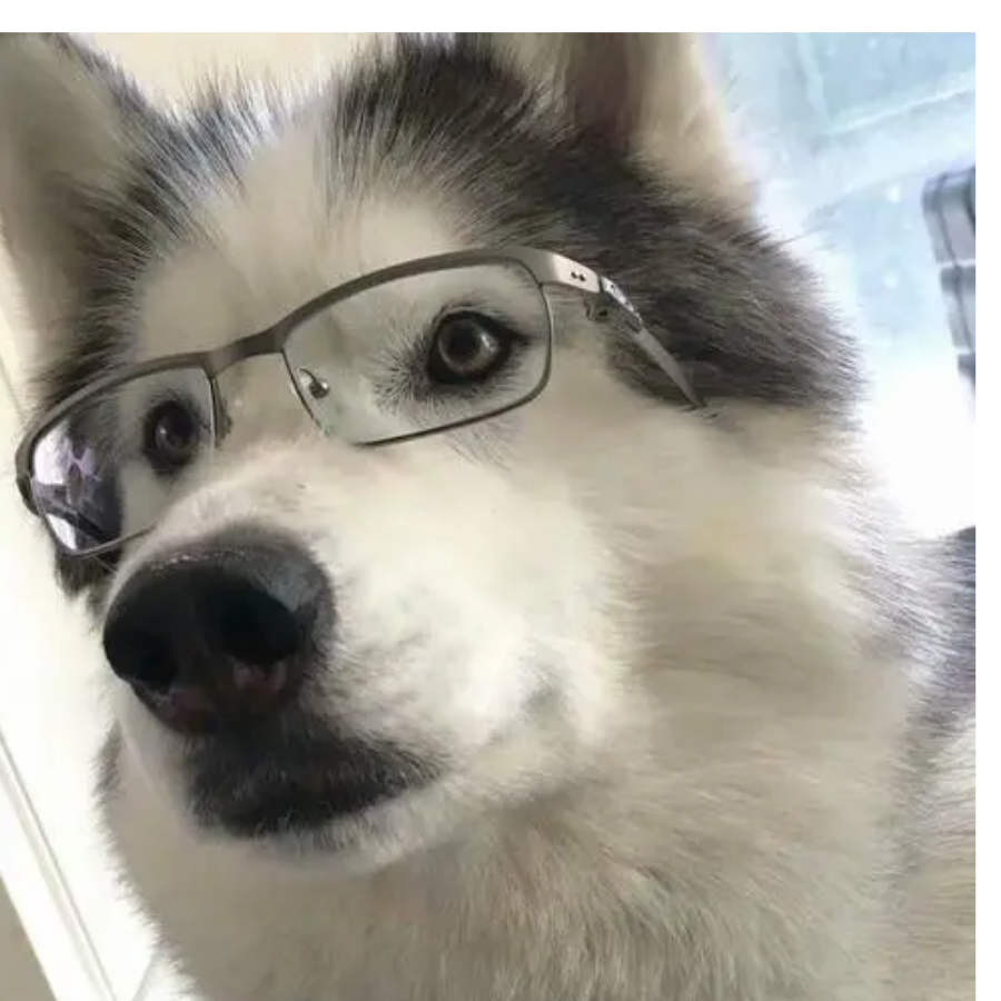 狗子一号
