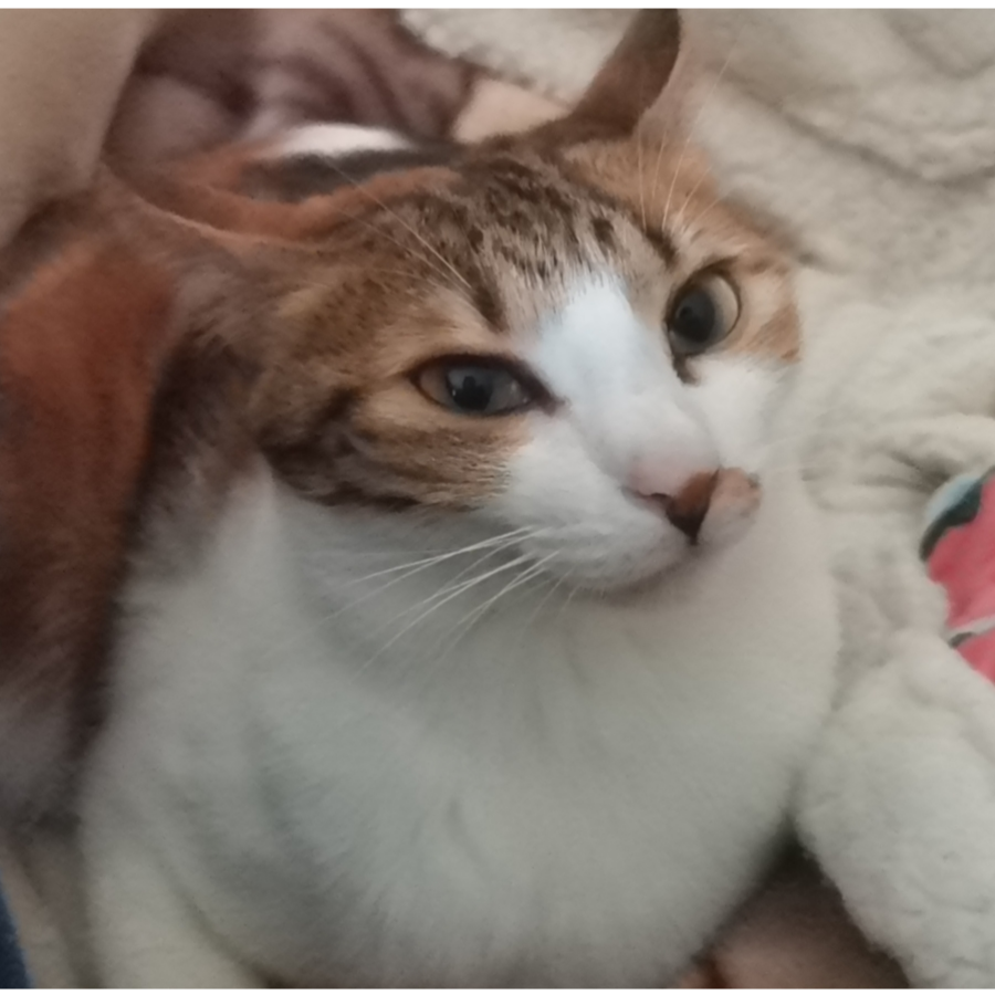 格林绿