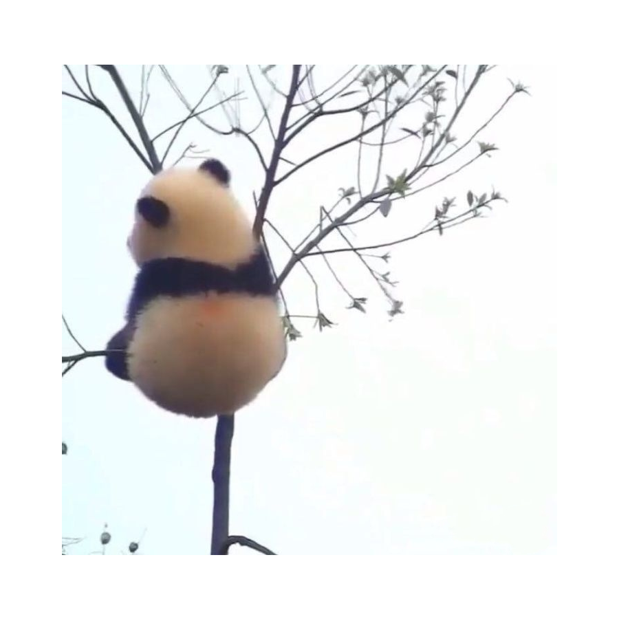 冯驼子