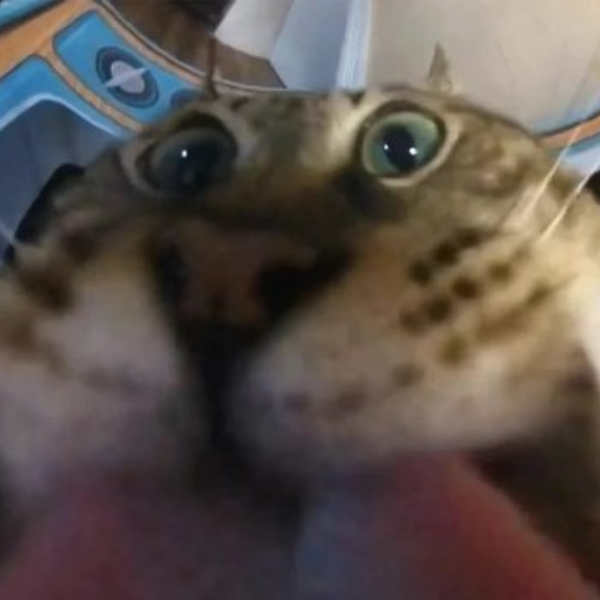 没有拒绝卡戴珊