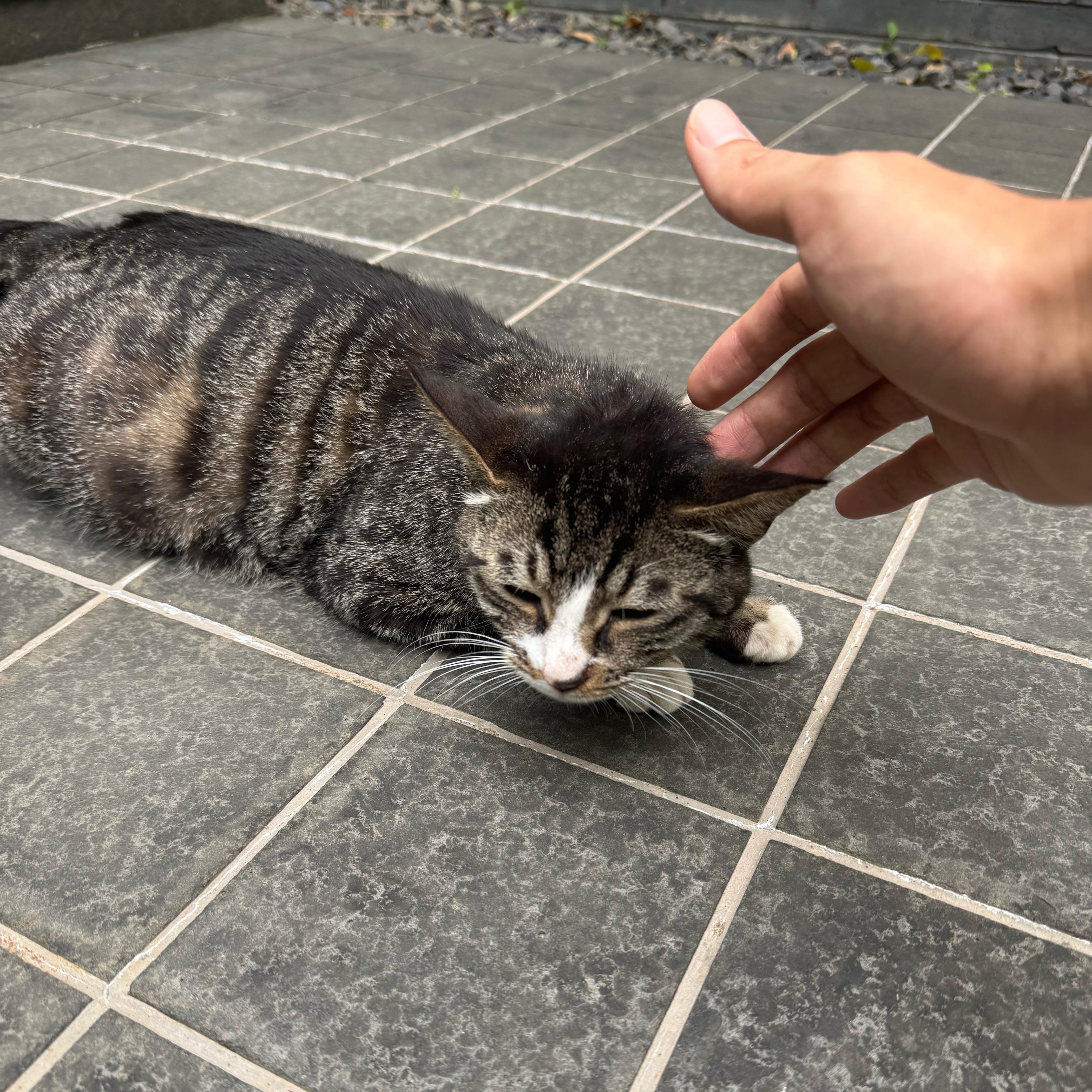 莫法得