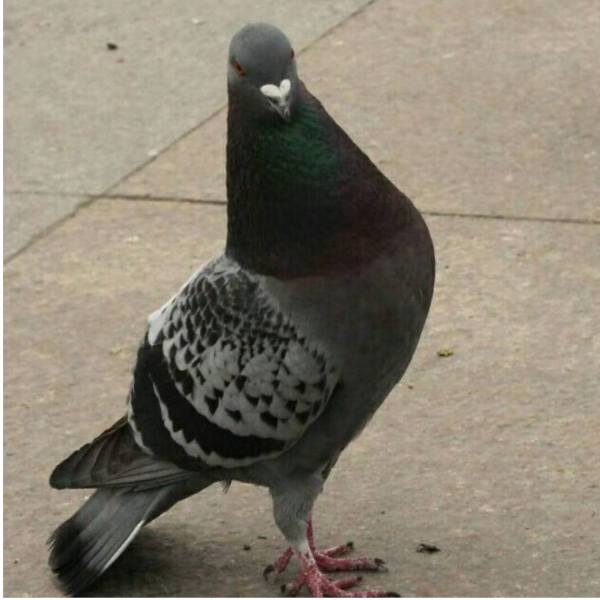 吖丷丷