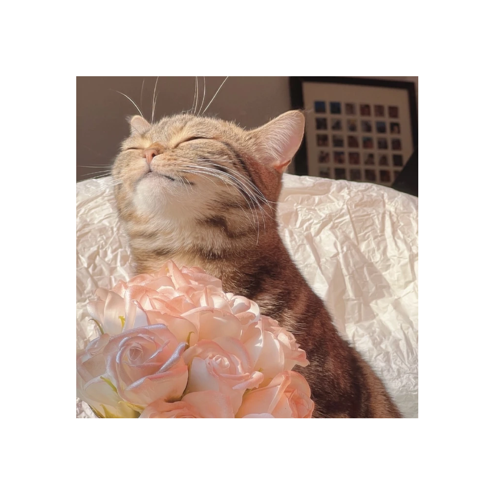 如果。