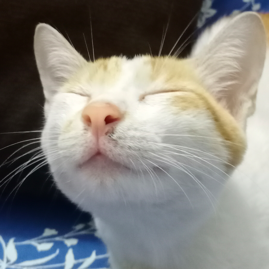 D小成