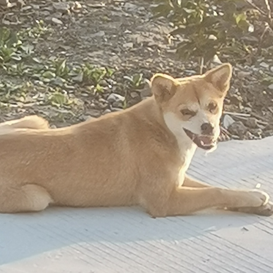 狗勾侠
