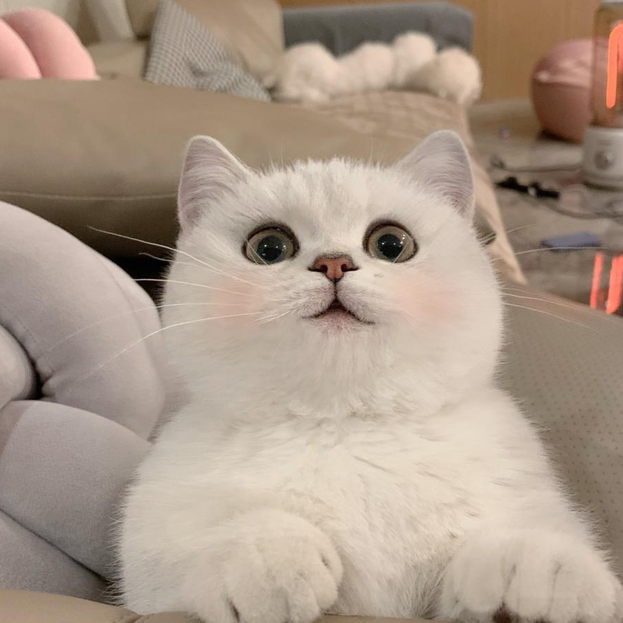 千羽