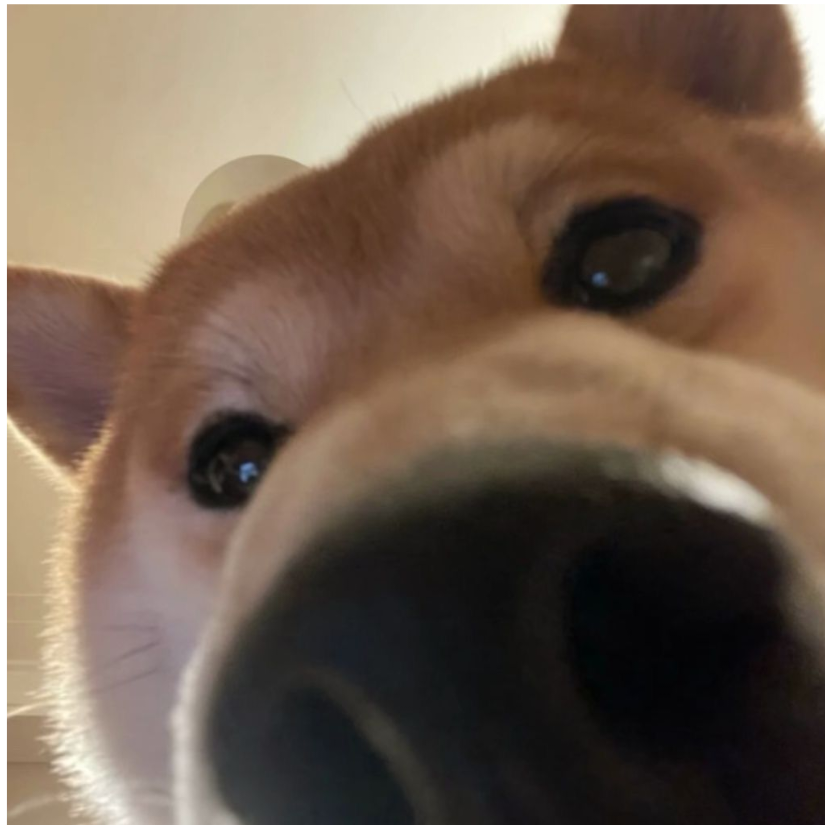 牛瑞