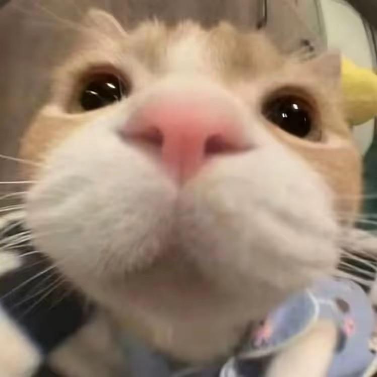 小猫
