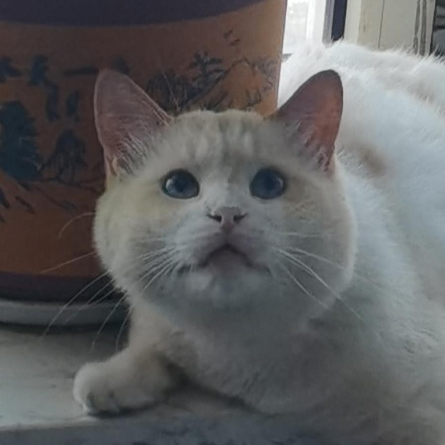 星鹊