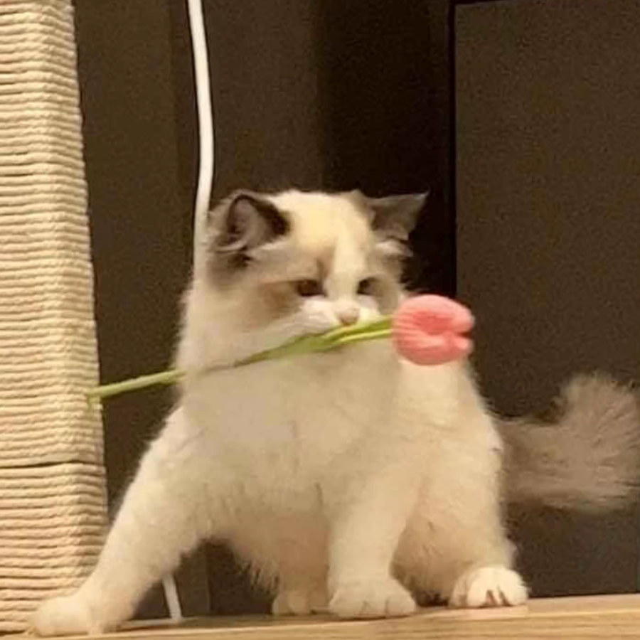 一只释槐鸟