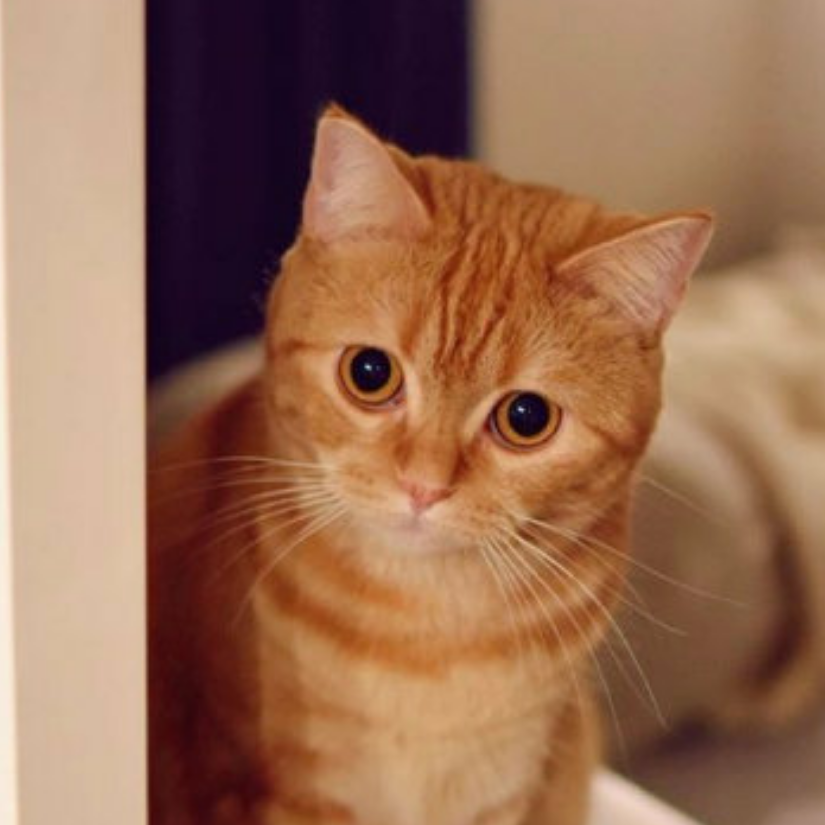 ▍没有梦想的咸鱼