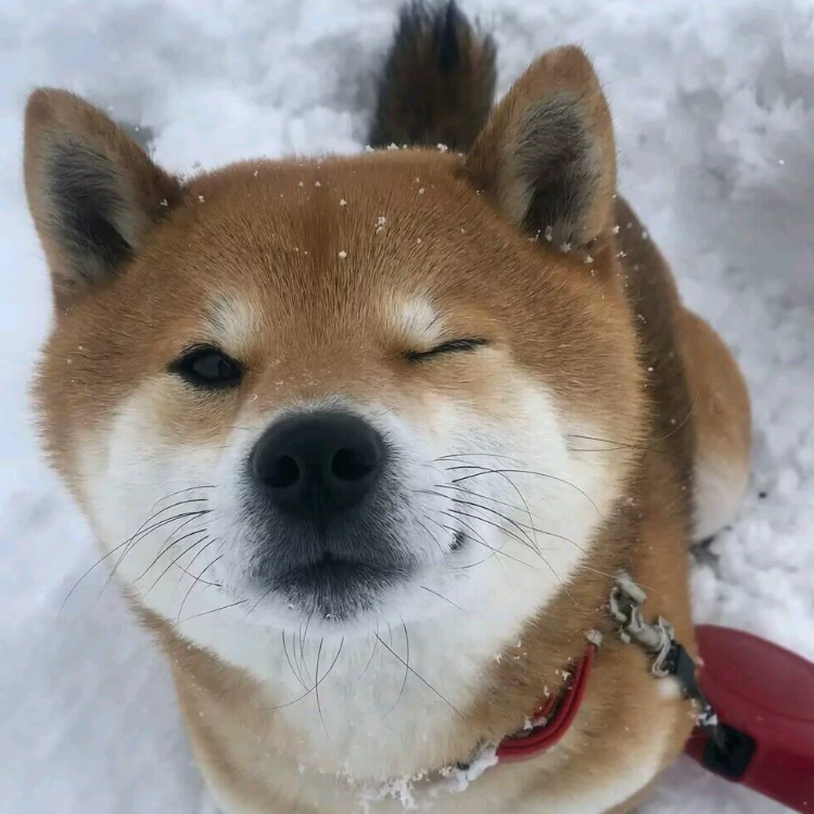 Z榴莲