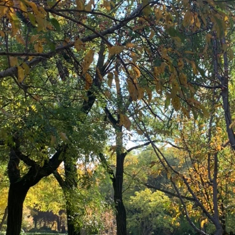 泡芙～