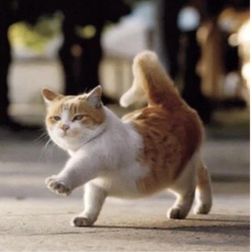 一只大花猫