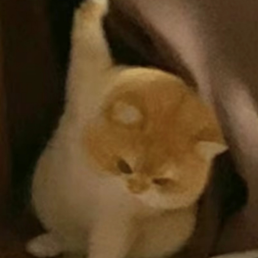 狐仙不爱酒