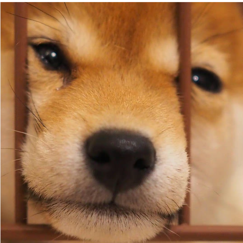 泊朽