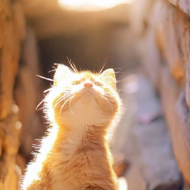 爱上晚风的橘猫