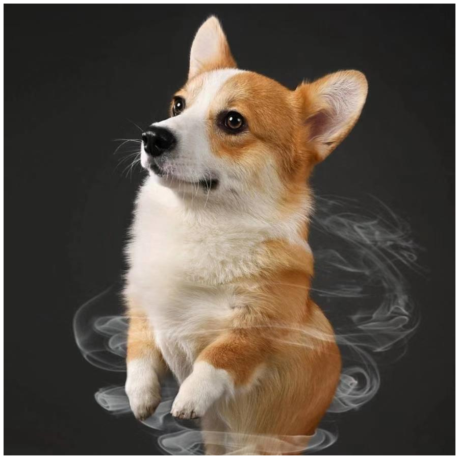 其实我又笨又蠢