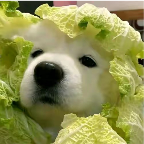安陌笙笙