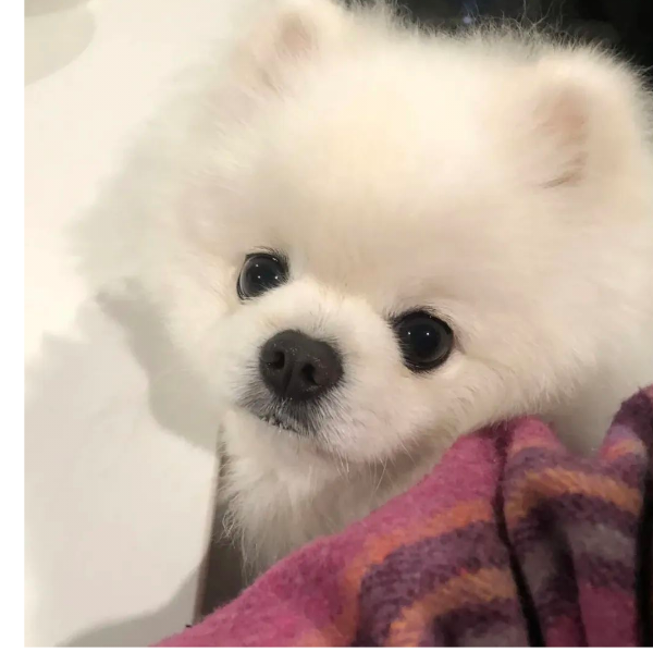 林