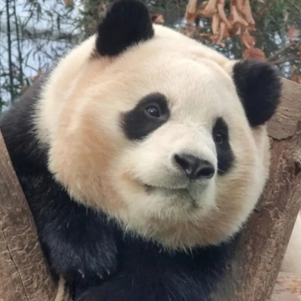 榆木脑袋