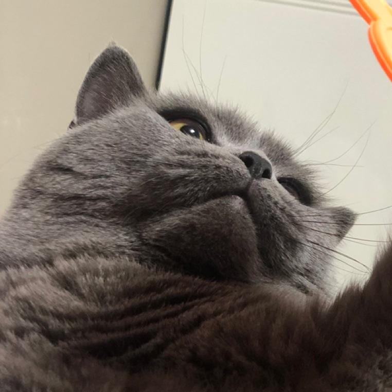 猫神