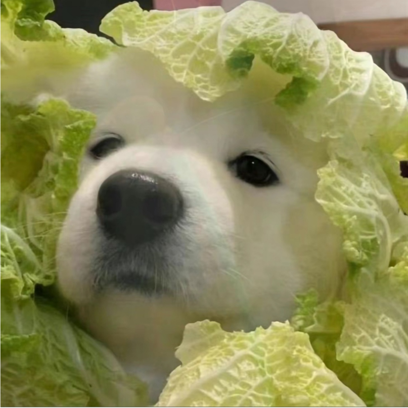 不止一点菜