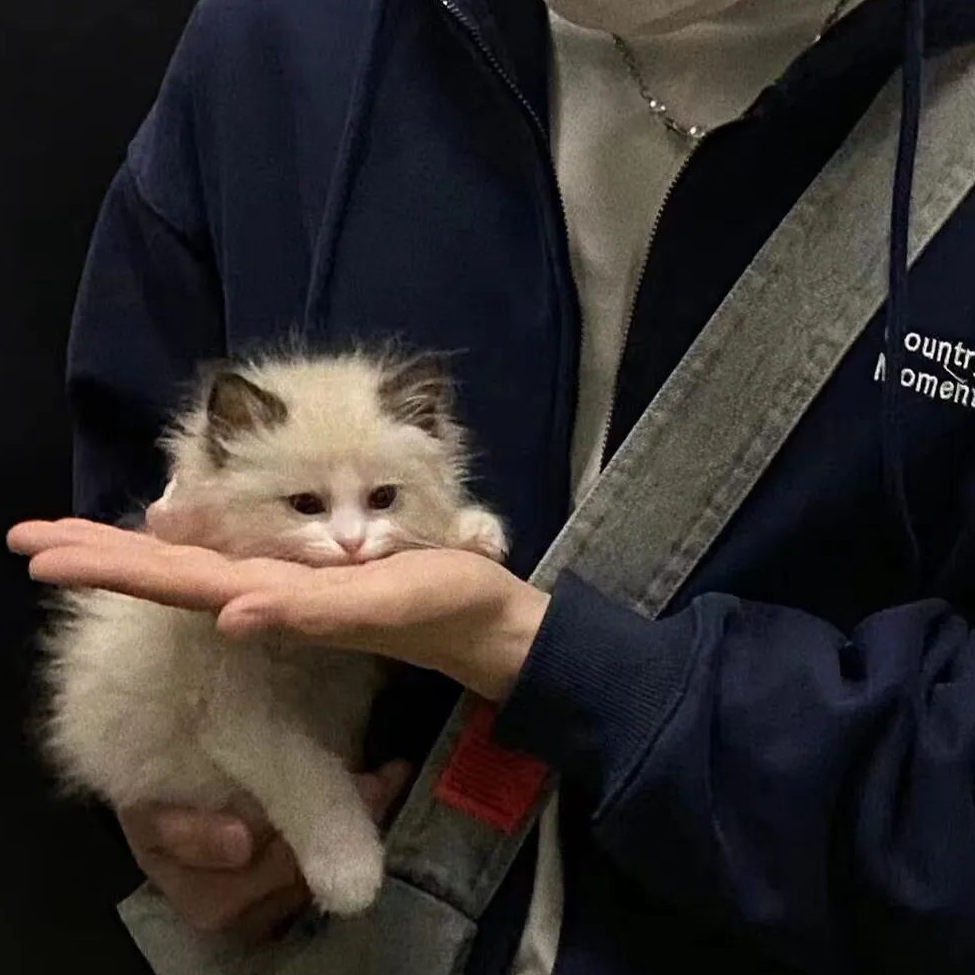 贝比