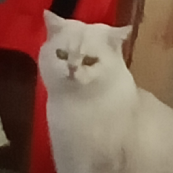 肉丸