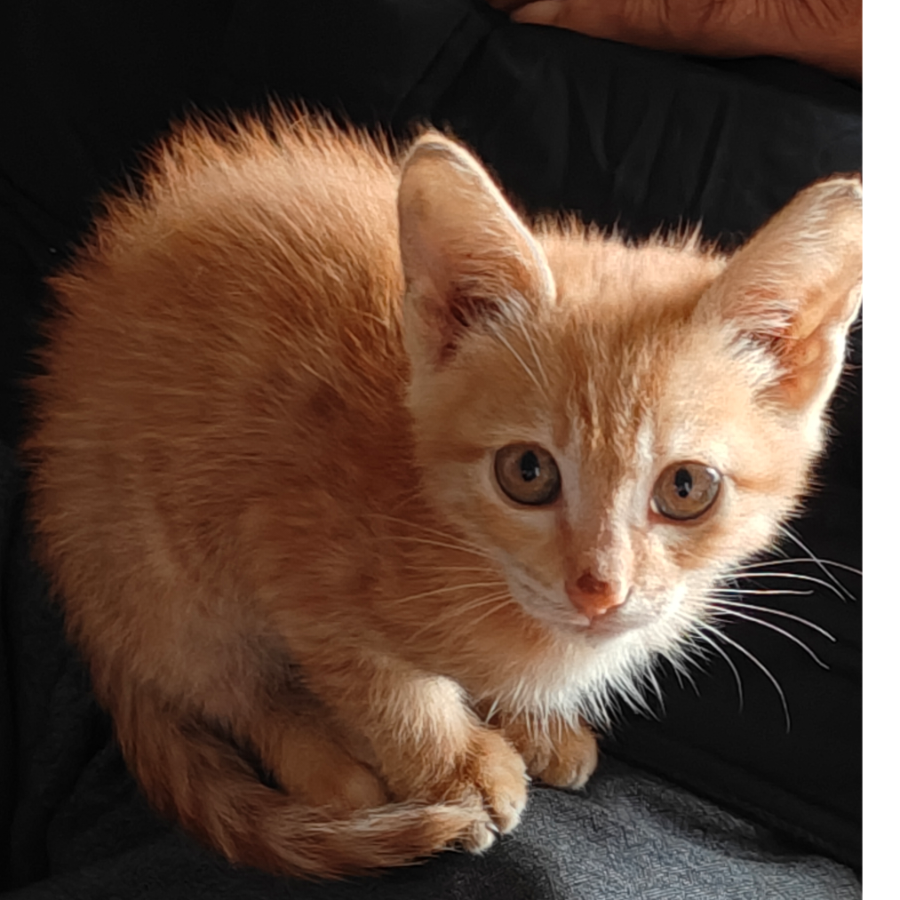 独木舟飞行于此