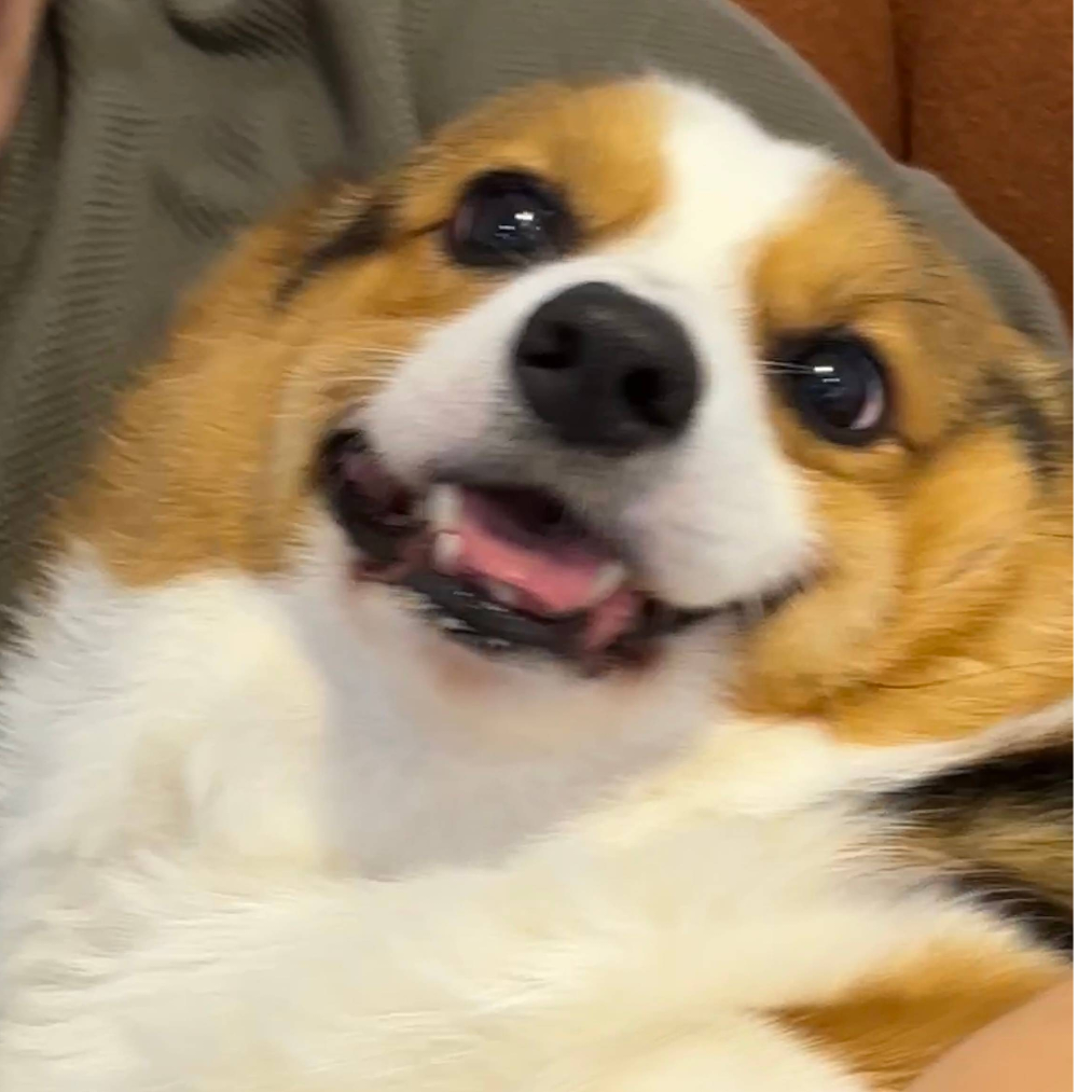 托尔斯泰