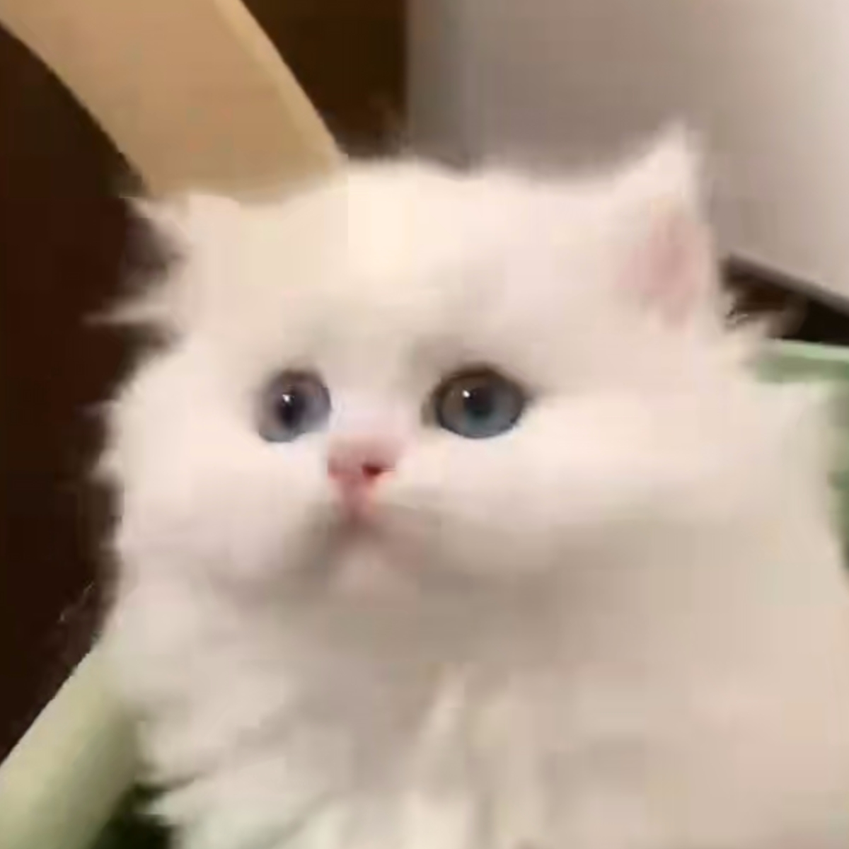唐百展