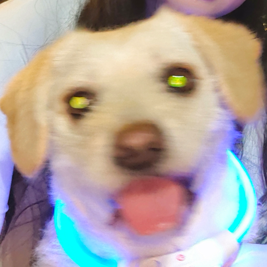 包子i