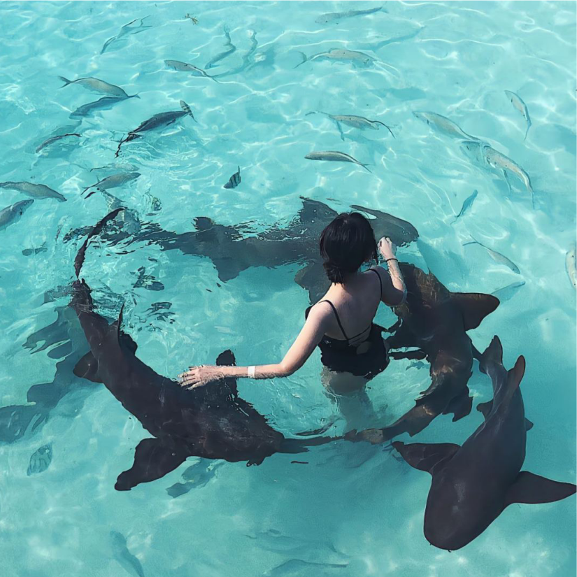 𝒯ℴ𝓈𝓁𝒶𝓈