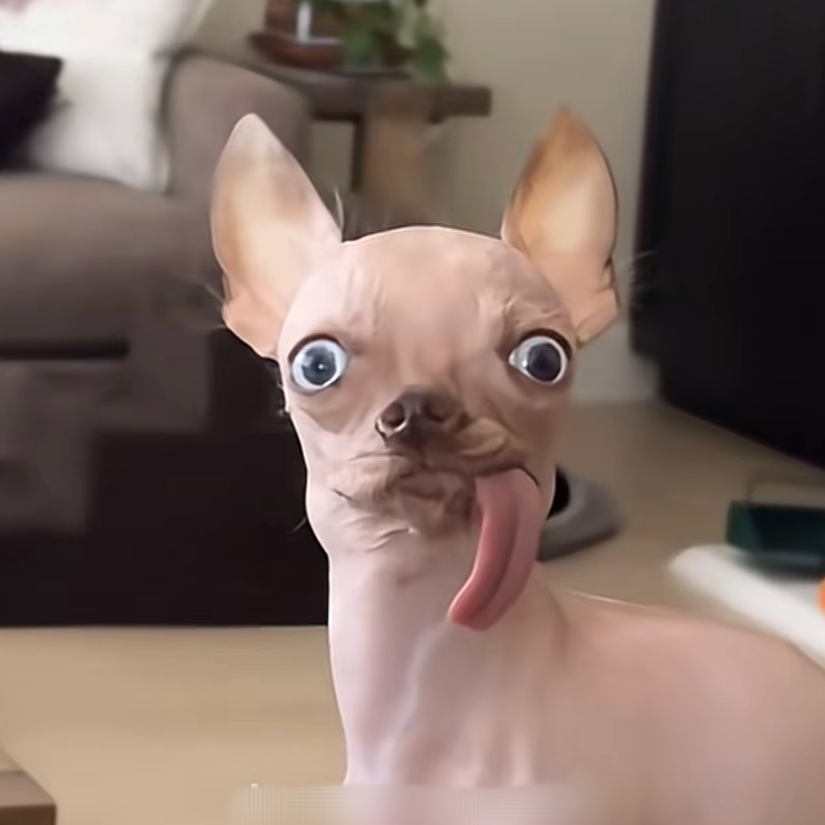兔子少糖