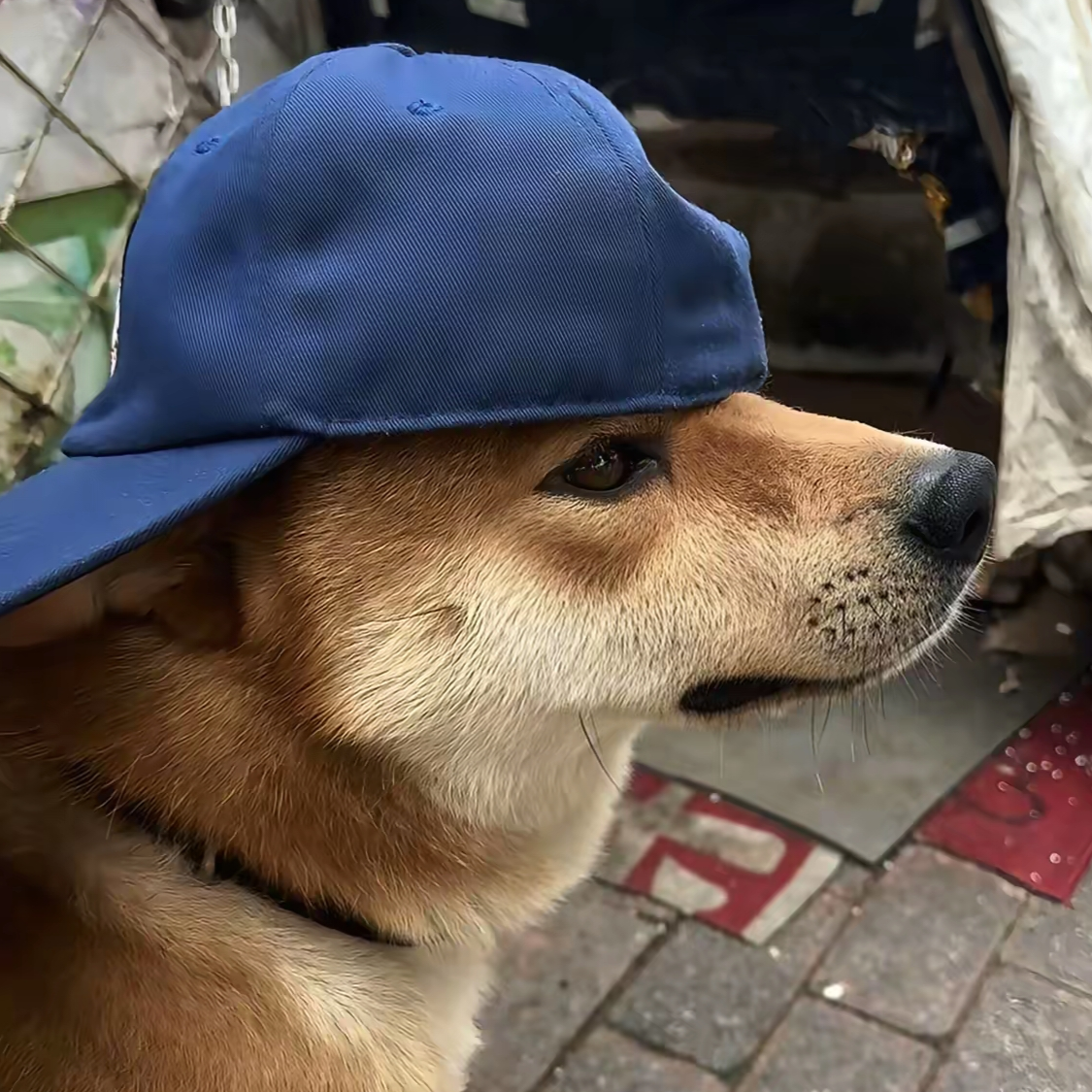 www无名可取