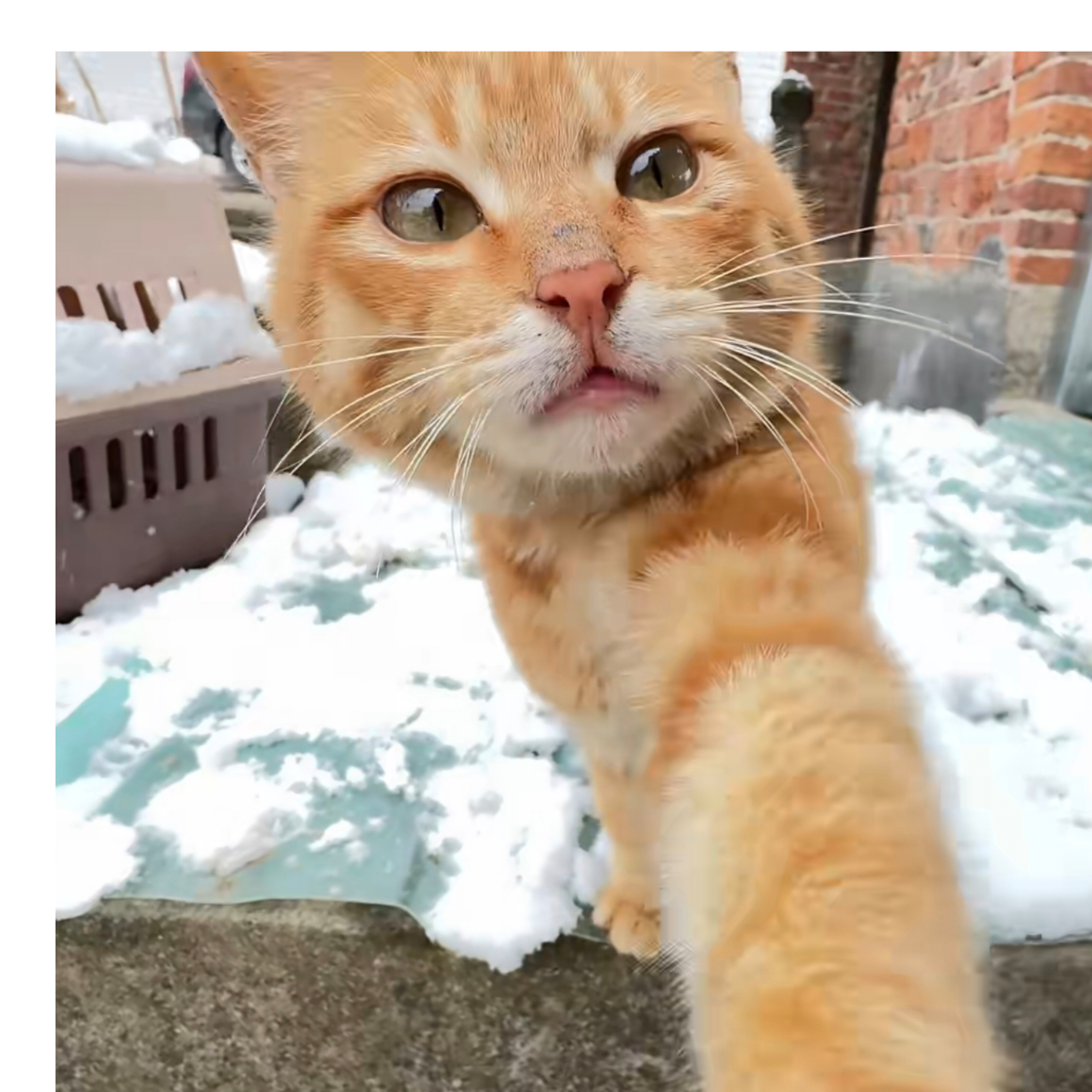 猫猫