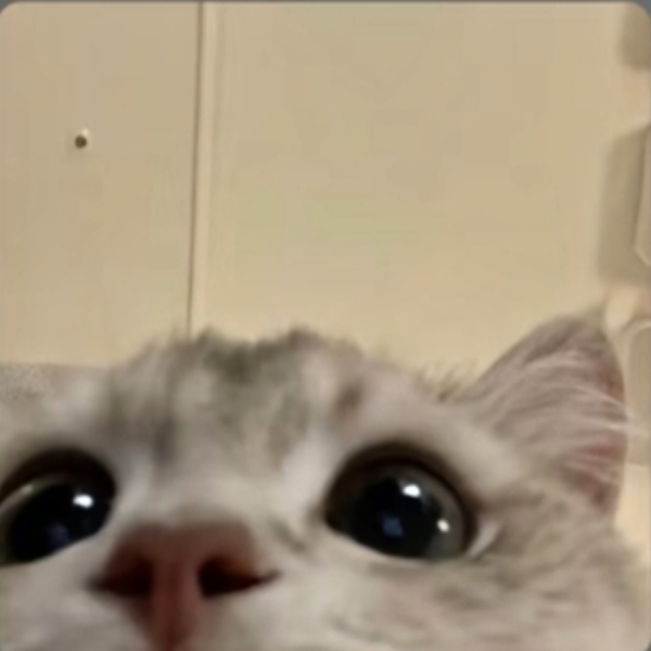 菜狗裹裹